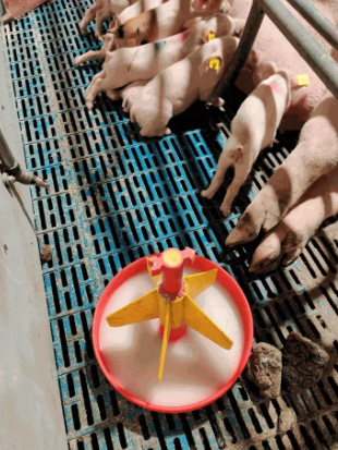 Pattegrise dier med en balje ZeroZinc boost ved siden af